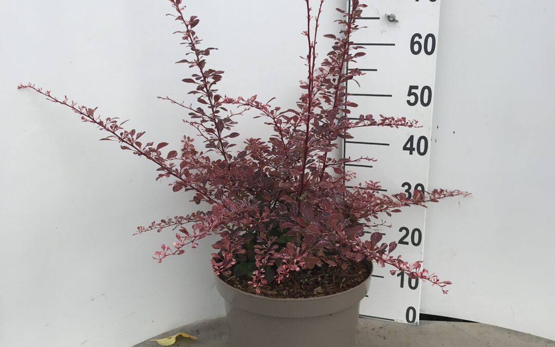 Berberis thunbergii ‘Rose Glow’