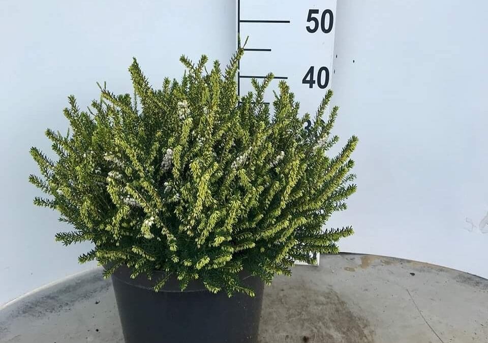 Erica darleyensis ‘White’