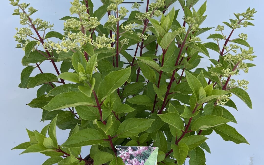 Hydrangea paniculata Pinky Winky