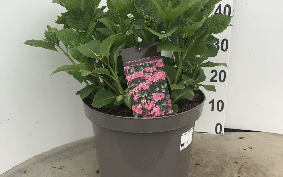 Hydrangea Teller ‘Pink’