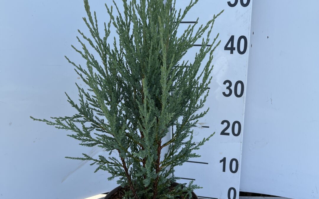 Juniperus scopulorum ‘Blue Arrow’