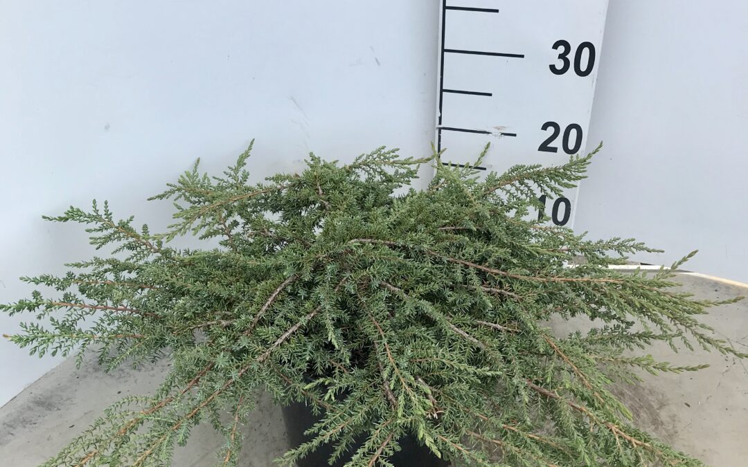 Juniperus communis ‘Green Carpet’