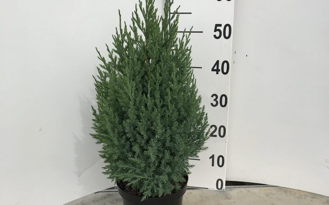 Juniperus chinensis ‘Stricta’