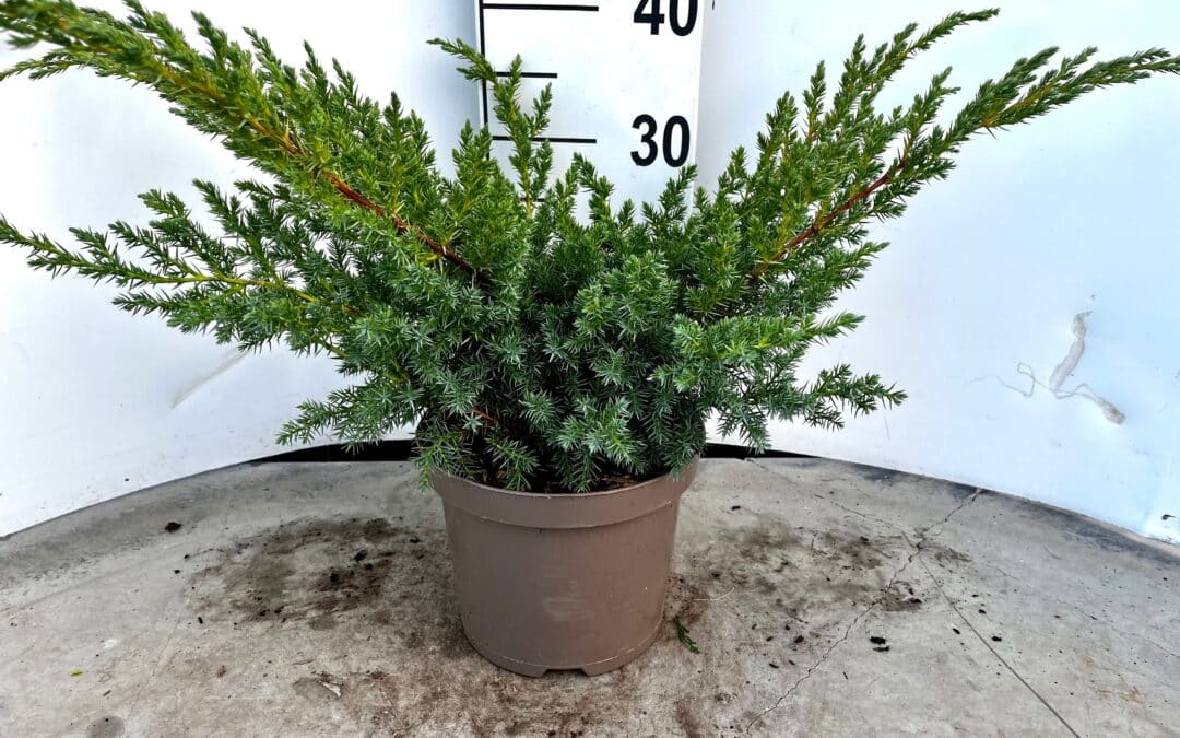 Picea glauca ‘Alberta Globe’