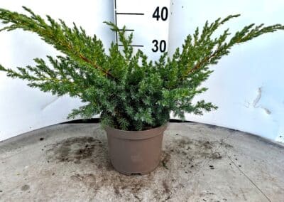 Picea glauca ‘Alberta Globe’