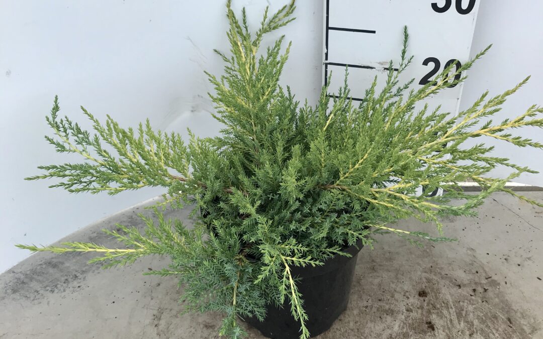 Juniperus pfitzeriana ‘Pfitzeriana Aurea’