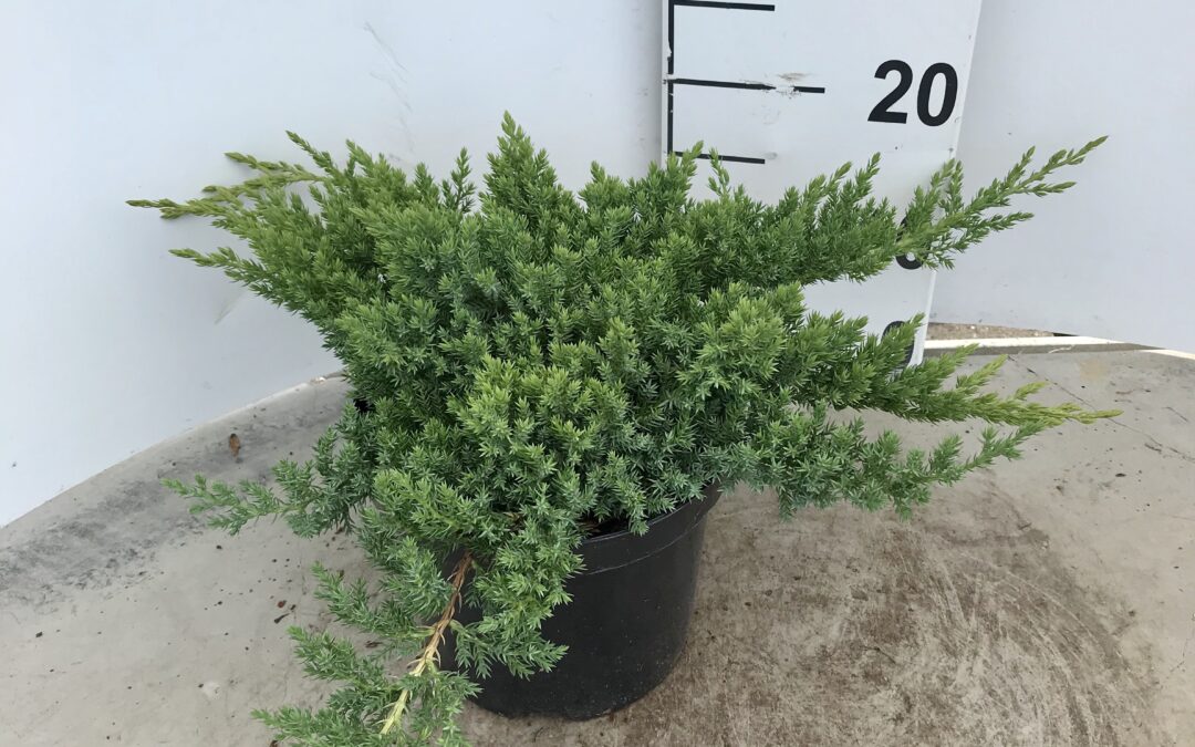 Juniperus procumbens ‘Nana’