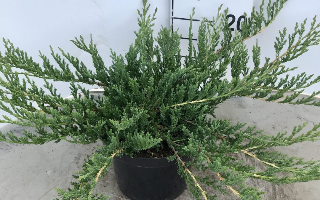 Juniperus horizontalis ‘Prince of Wales’