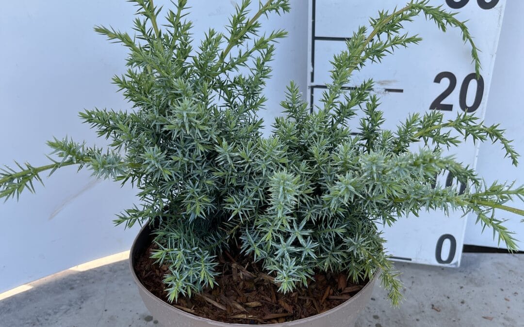 Juniperus chinensis ‘Blue Alps’