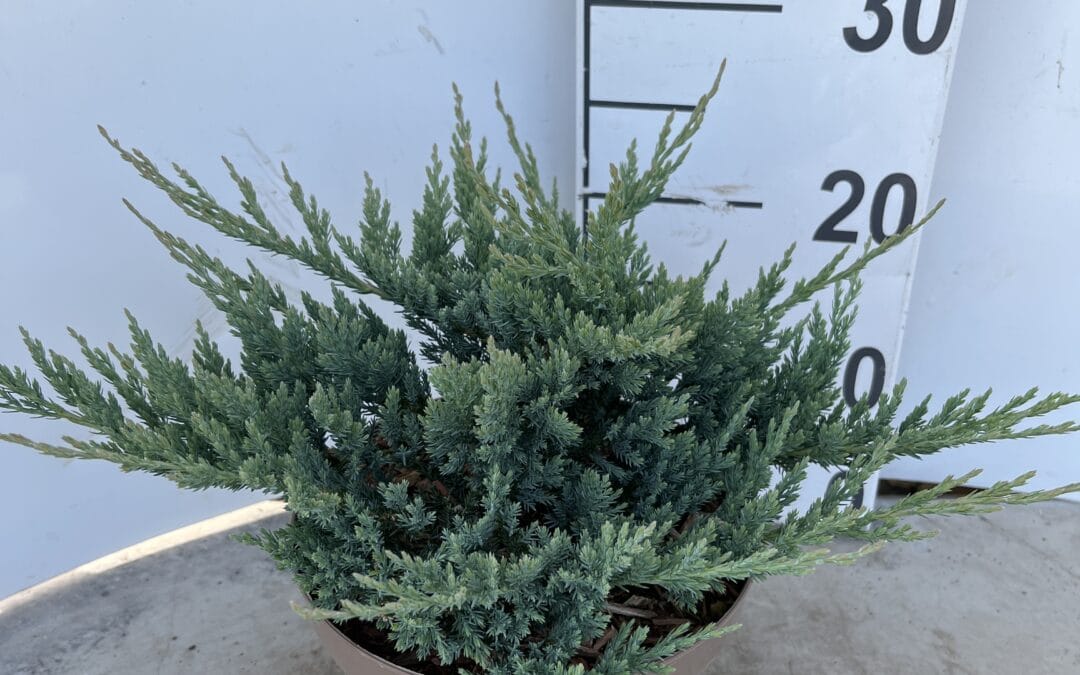 Juniperus horizontalis ‘Blue Chip’