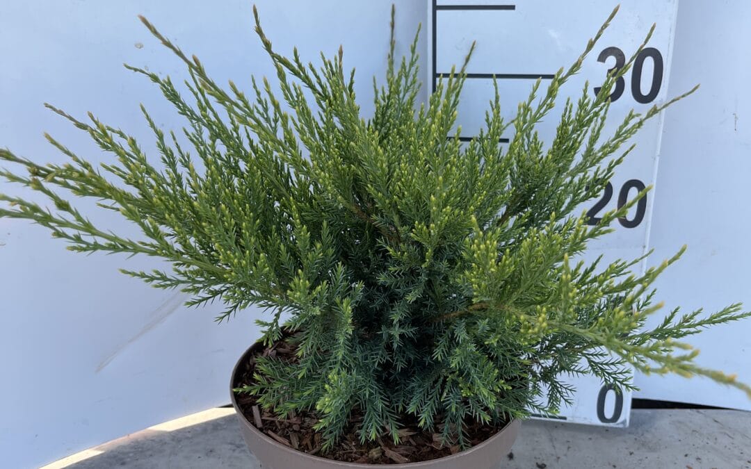 Juniperus pfitzeriana ‘Mint Julep’