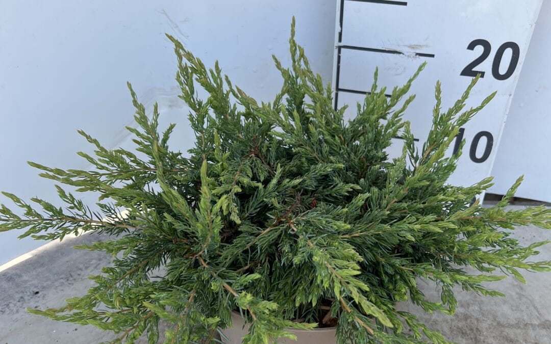 Juniperus communis ‘Repanda’