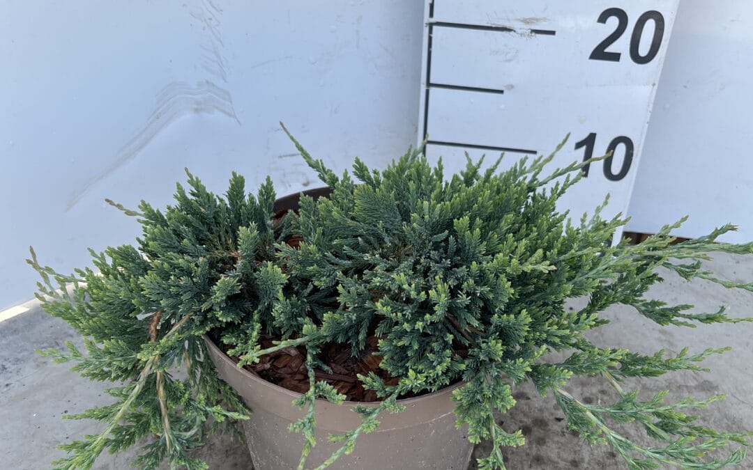 Juniperus horizontalis ‘Wiltonii’