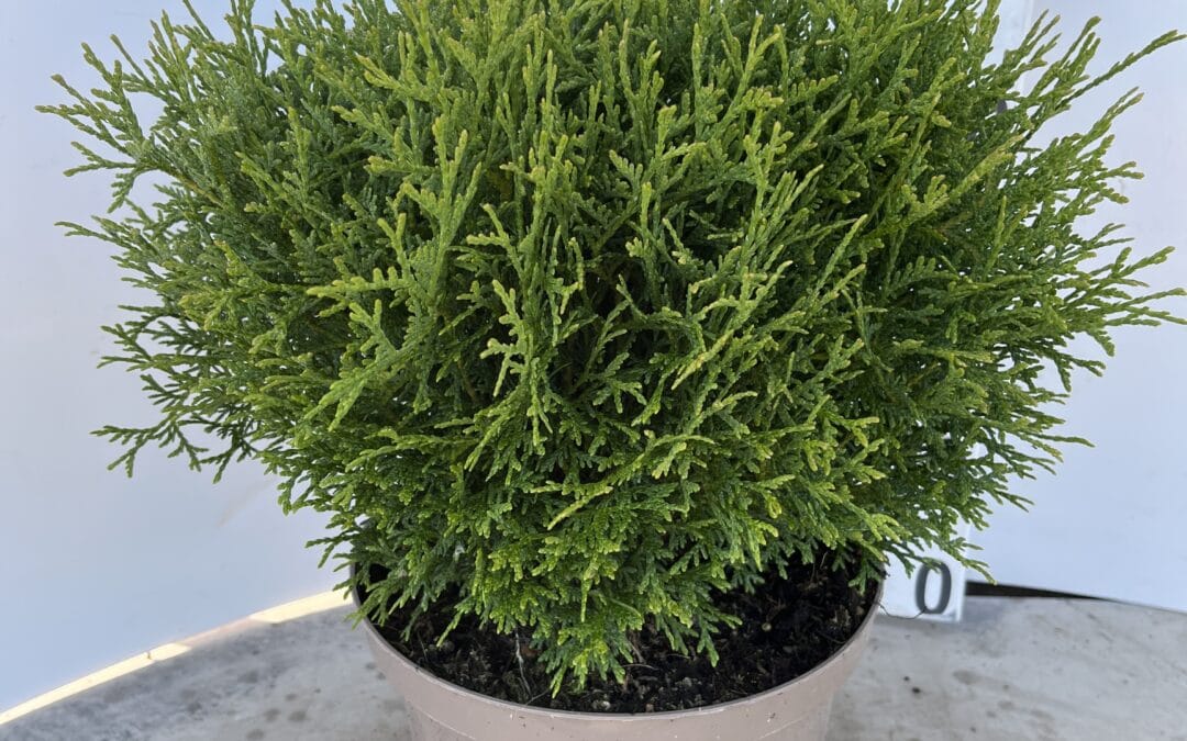 Thuja occidentalis ‘Tiny Tim’